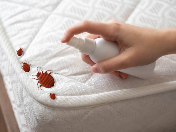 Insect Control in Kachina Village, AZ