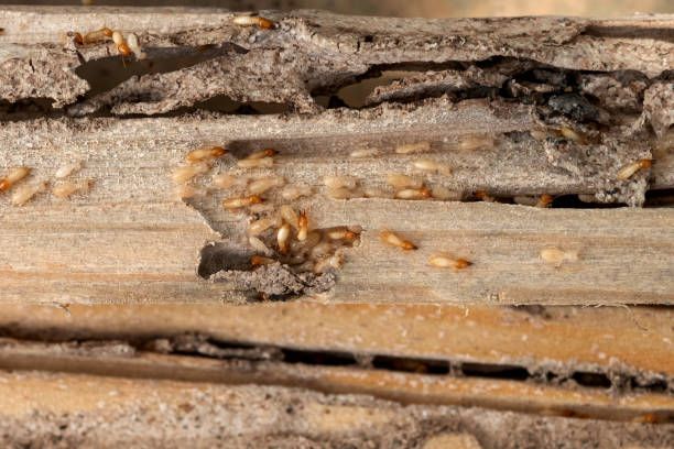 Best Termite Control Services  in Kachina Village, AZ